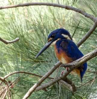 Kingfisher on gwyder river