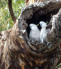 two cockatoos in a log
